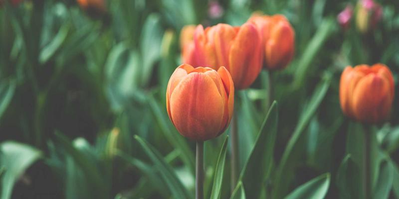 清洁服务72：专业清洁、消毒服务与保洁用品选择的完整指南